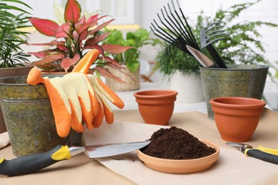 Beautiful houseplants and gardening tools on table indoors