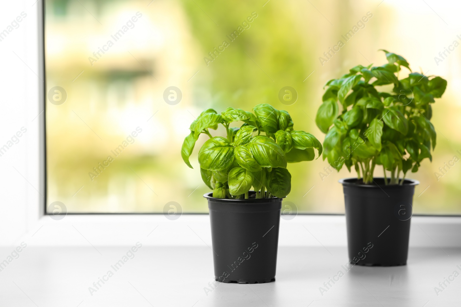 Photo of Fresh green basil in pots on window sill