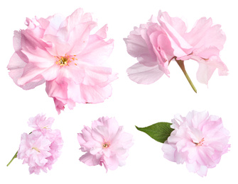 Set of beautiful sakura blossoms on white background. Spring season