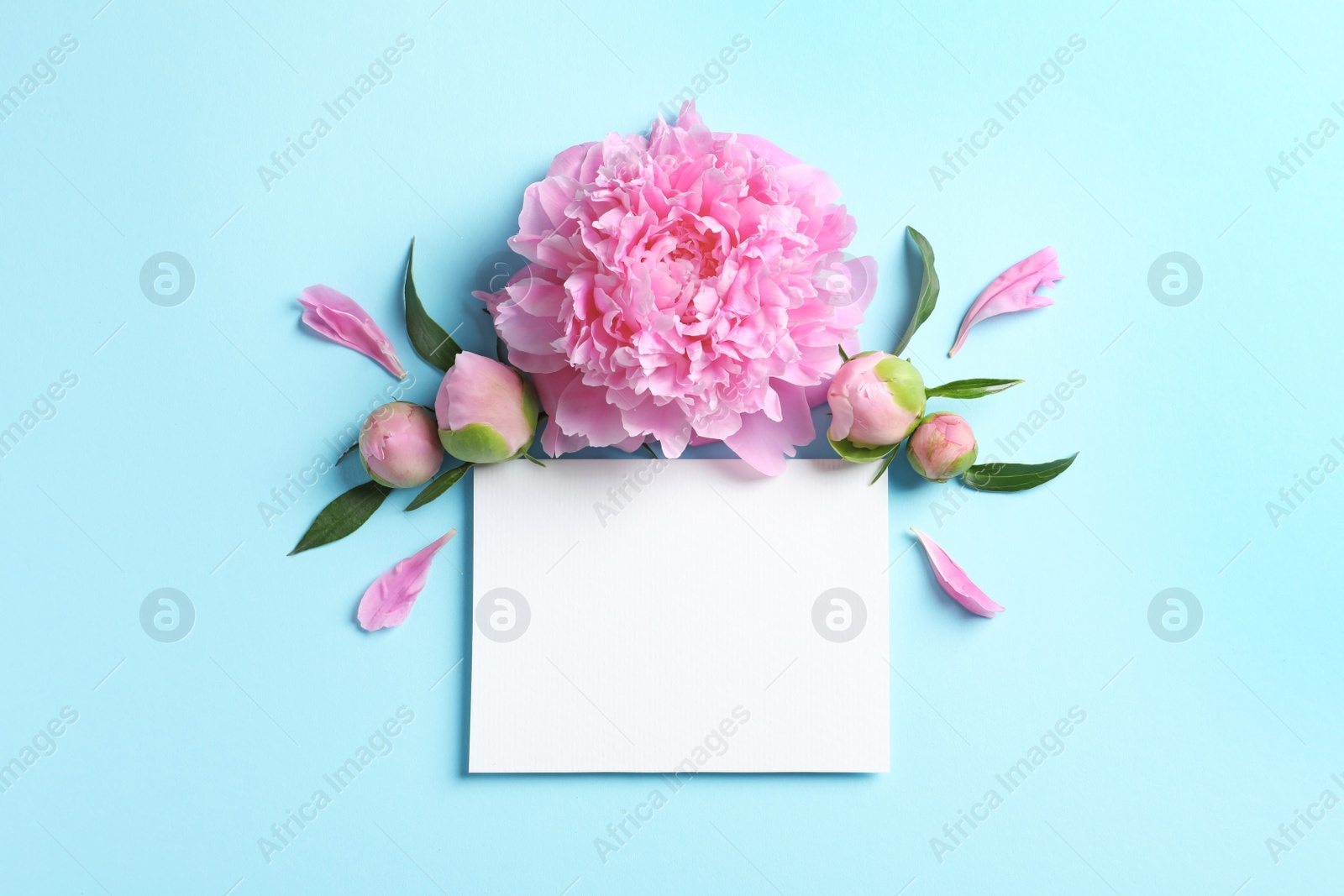 Photo of Beautiful peony flowers and blank card on color background