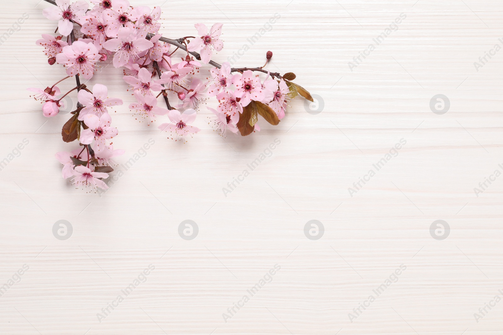 Photo of Blossoming spring tree branch on white wooden table, flat lay. Space for text