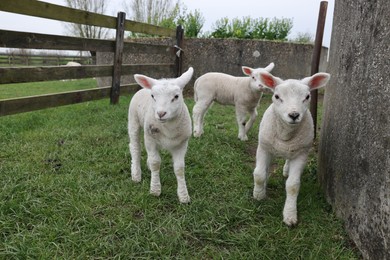 Cute lambs near wooden fence on green field