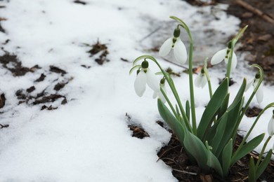 Photo of Beautiful blooming snowdrops growing outdoors, space for text. Spring flowers