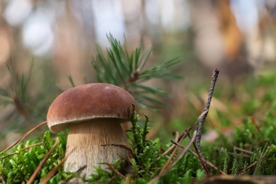 Photo of Porcini mushroom growing in forest. Space for text
