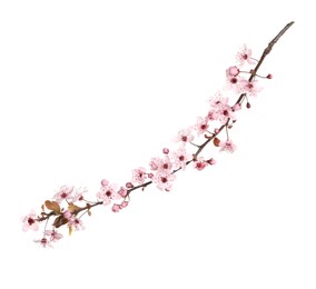 Sakura tree branch with beautiful pink blossoms isolated on white