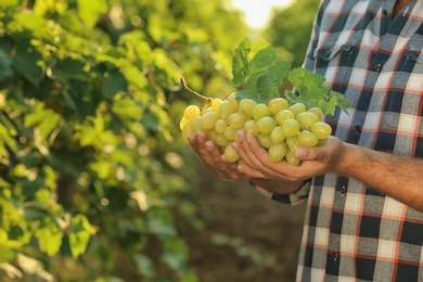 Photo of Man holding bunch of fresh ripe juicy grapes in vineyard, closeup