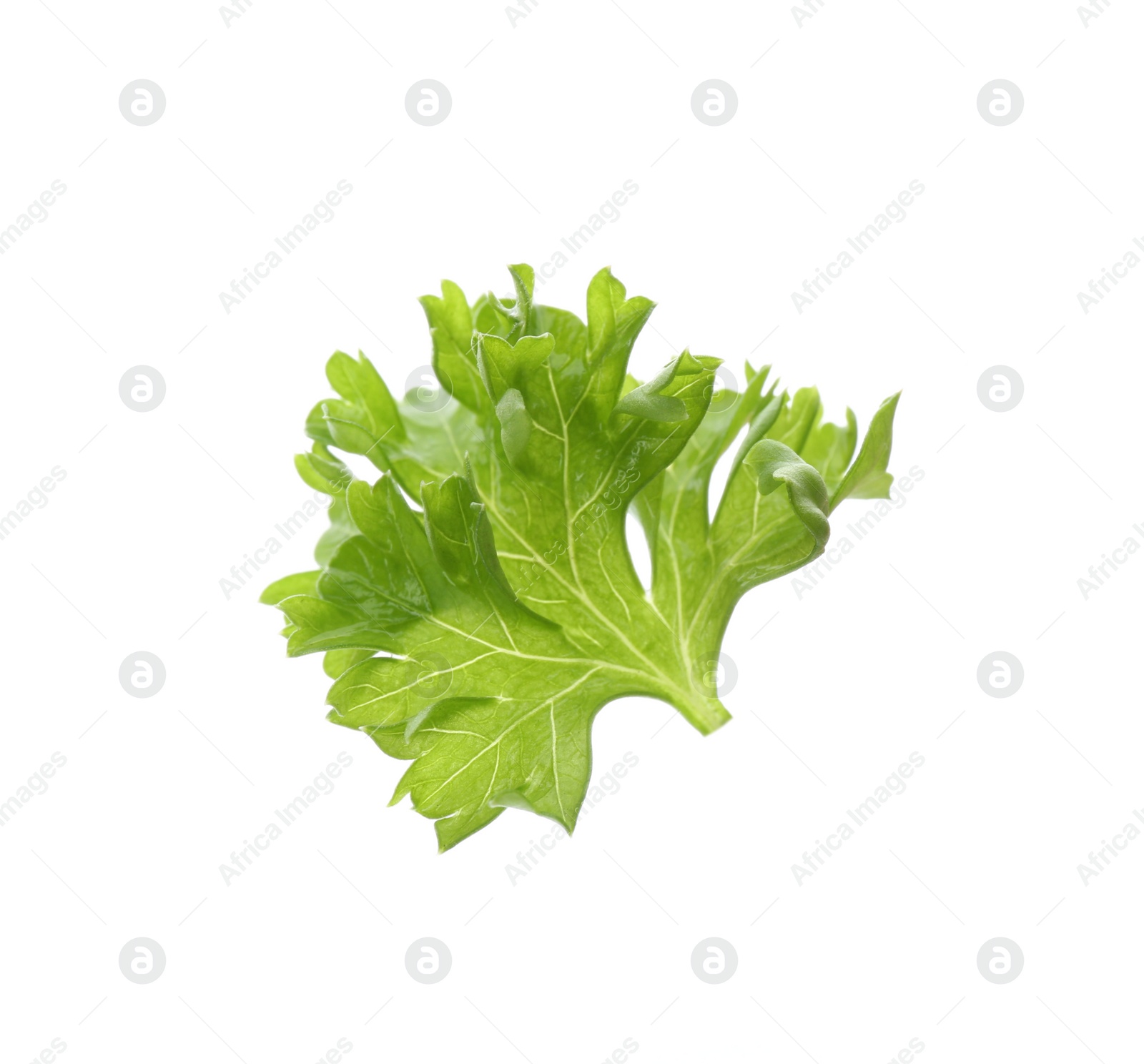 Photo of Fresh green curly parsley on white background