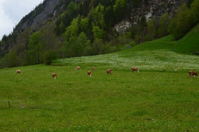 Photo of Beautiful view of cows grazing on green meadow in high mountains