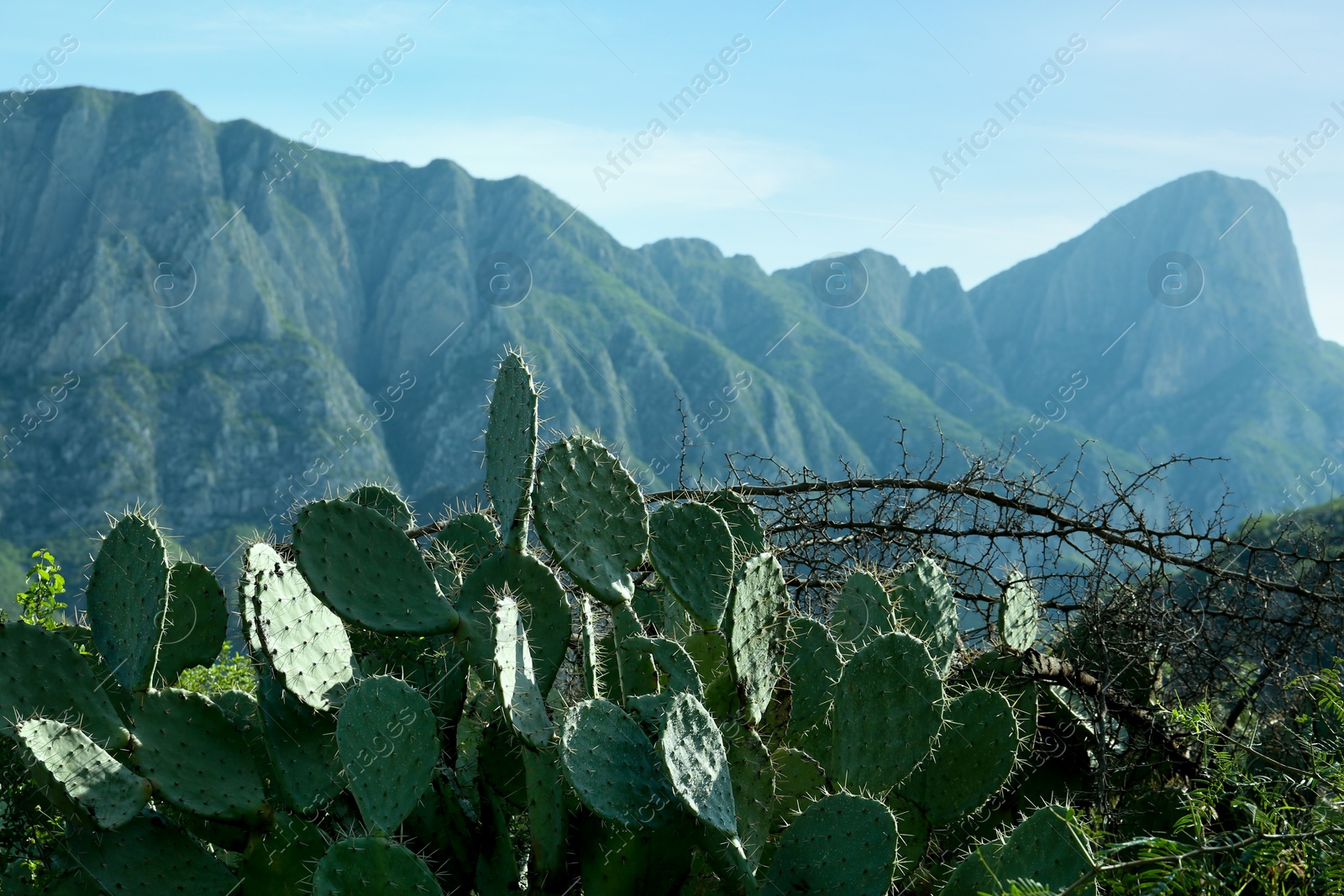 Photo of Beautiful view of cacti with thorns against blue sky and mountains