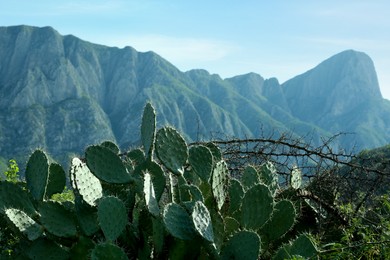 Beautiful view of cacti with thorns against blue sky and mountains