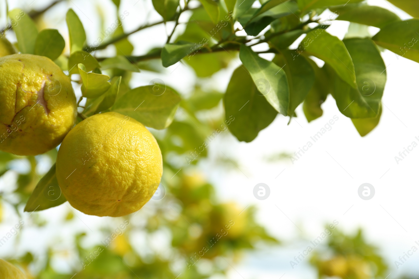 Photo of Fresh ripe trifoliate oranges growing on tree outdoors, closeup. Space for text