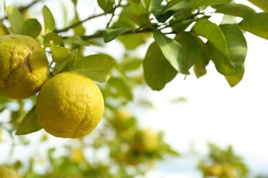 Photo of Fresh ripe trifoliate oranges growing on tree outdoors, closeup. Space for text