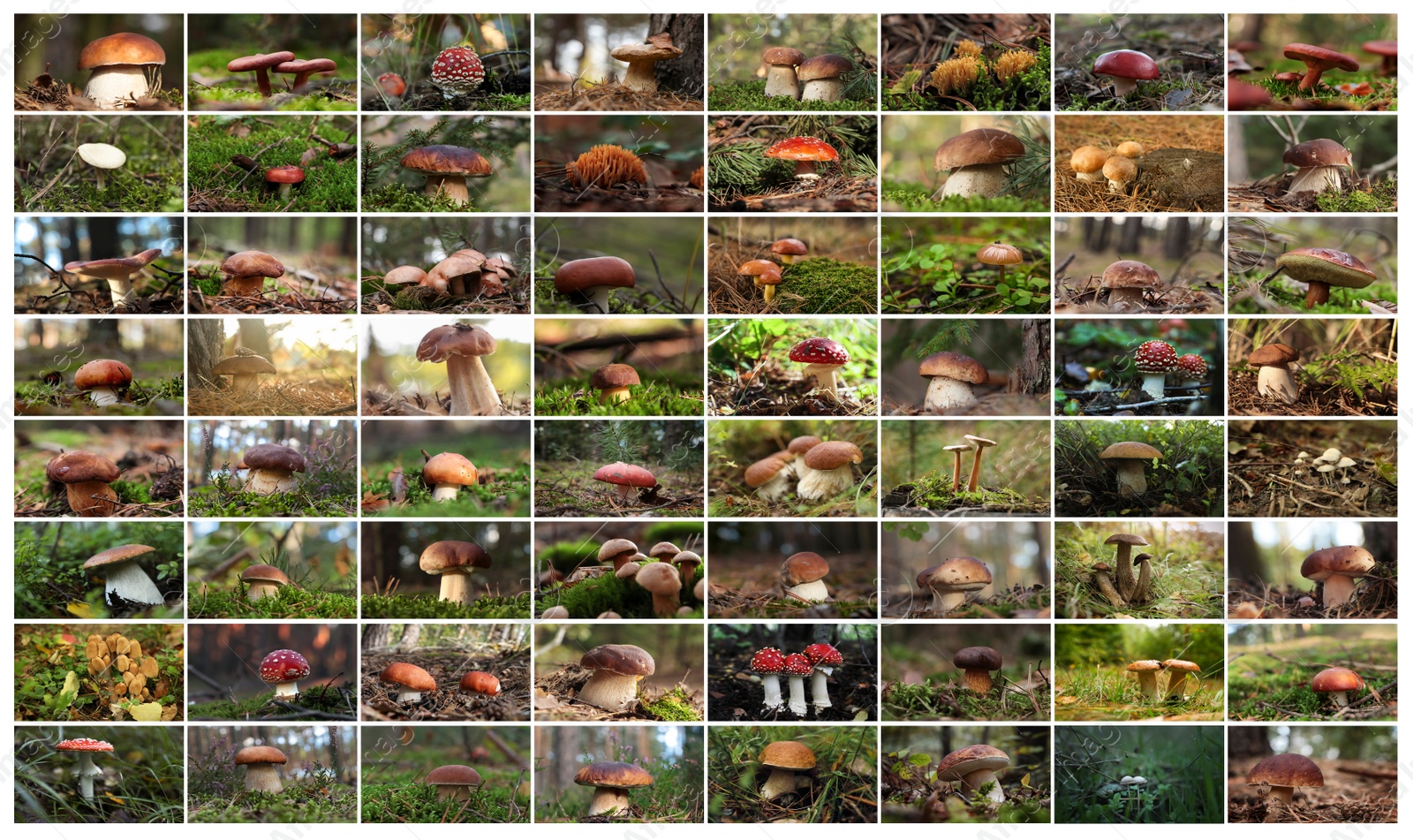 Image of Collage with photos of different wild mushrooms in forest