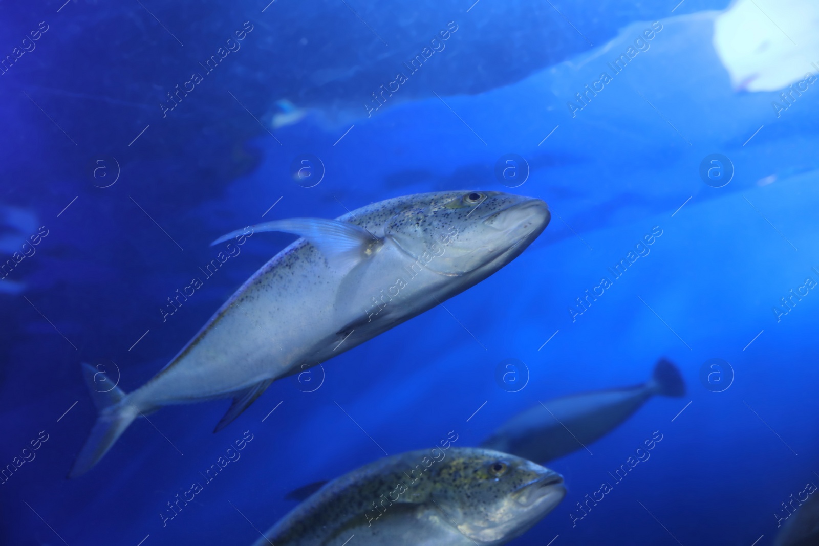 Photo of Beautiful bluefin trevally fish in clear aquarium, low angle view