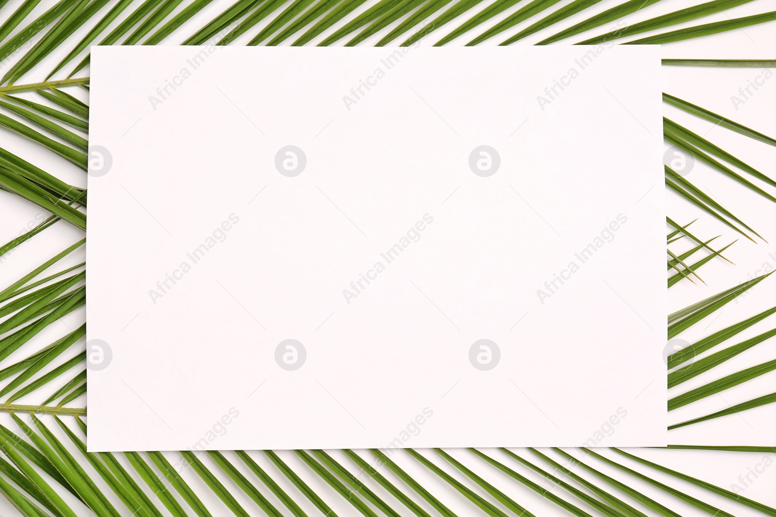 Photo of Beautiful composition with tropical leaves on light background, top view