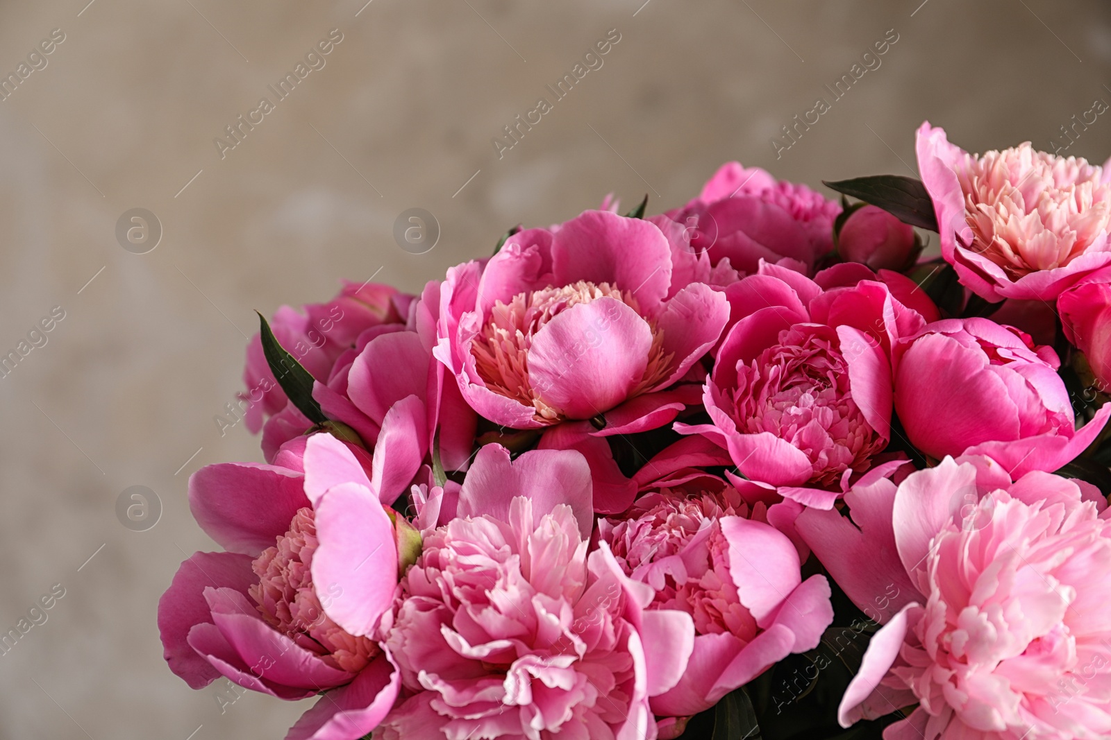 Photo of Fragrant peonies on color background, closeup. Beautiful spring flowers