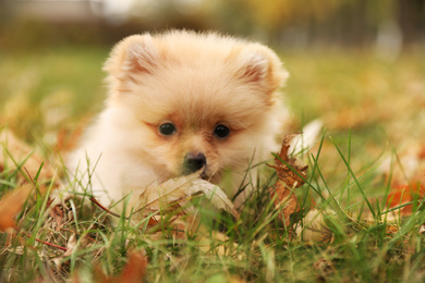 Cute fluffy dog in park on autumn day