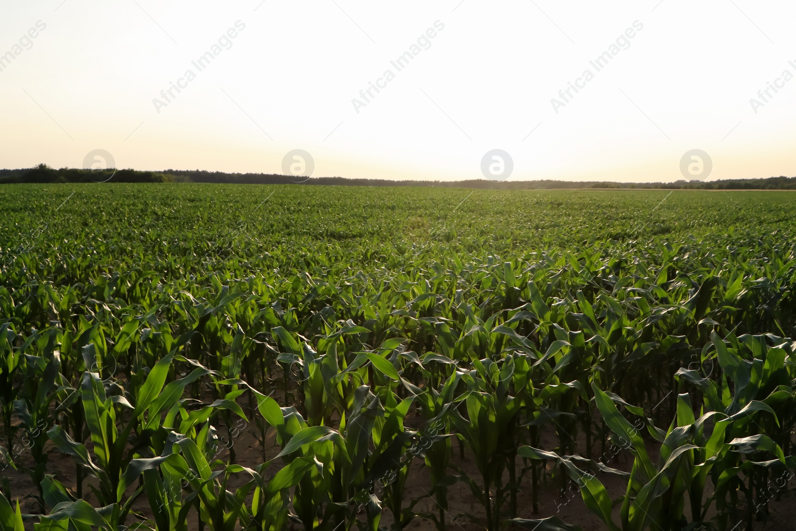 Photo of Beautiful agricultural field with green corn plants on sunny day