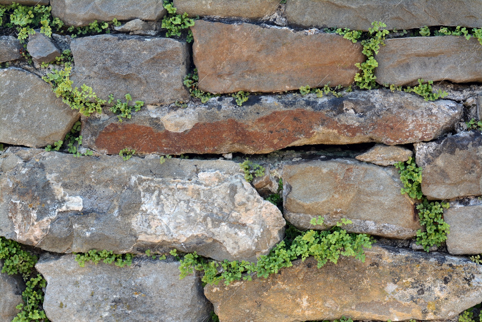 Photo of Texture of old stones with plants as background, closeup
