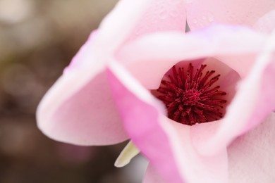 Beautiful magnolia flower with water drops outdoors, top view. Spring blossom