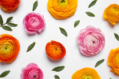 Beautiful ranunculus flowers on white background, top view