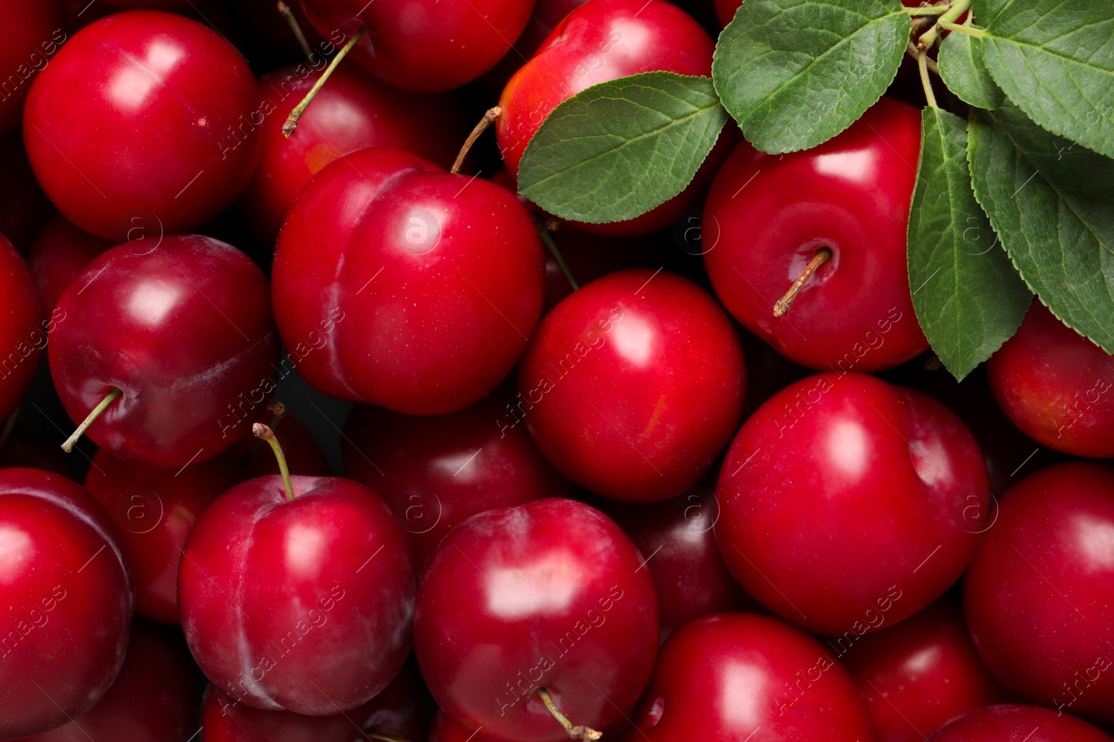 Photo of Fresh ripe cherry plums as background, closeup