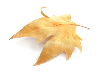 Beautiful autumn leaf on white background. Fall foliage