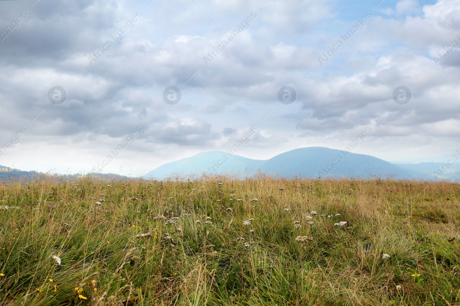 Photo of Picturesque landscape with mountain meadow