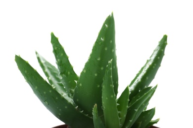 Aloe vera with lush foliage on white background