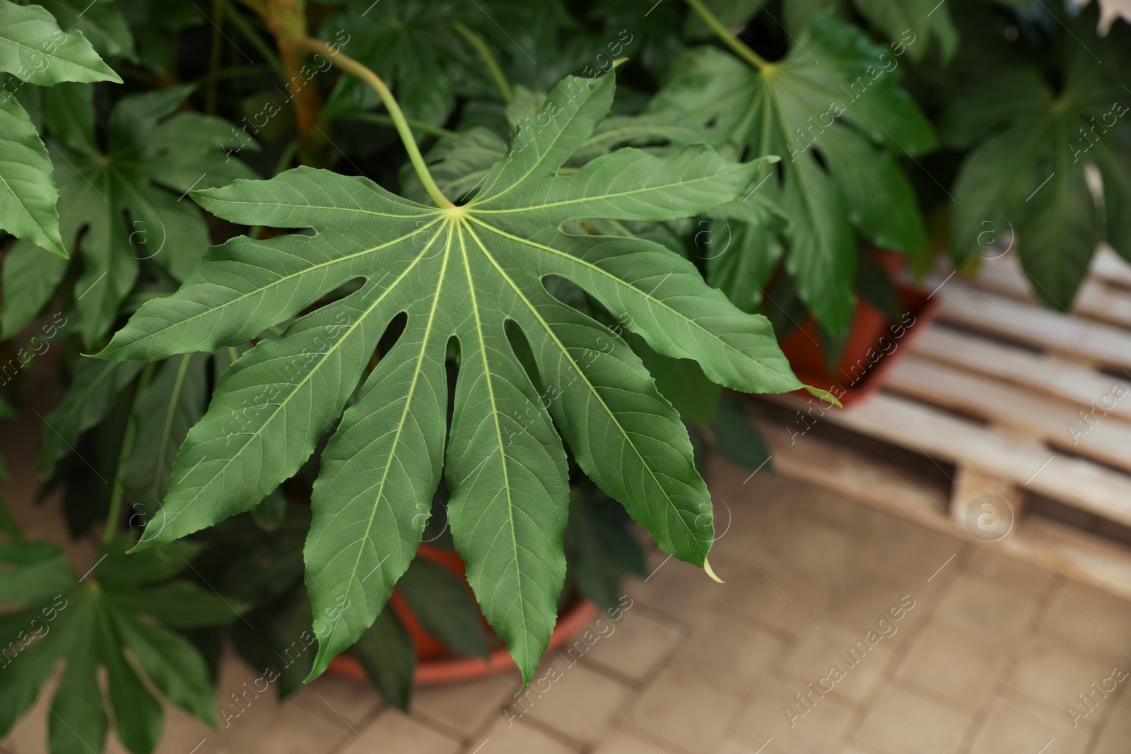 Photo of Beautiful paperplant with green leaves indoors, above view