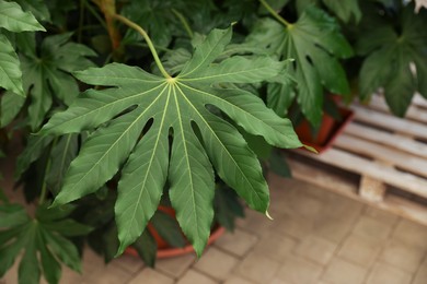 Beautiful paperplant with green leaves indoors, above view