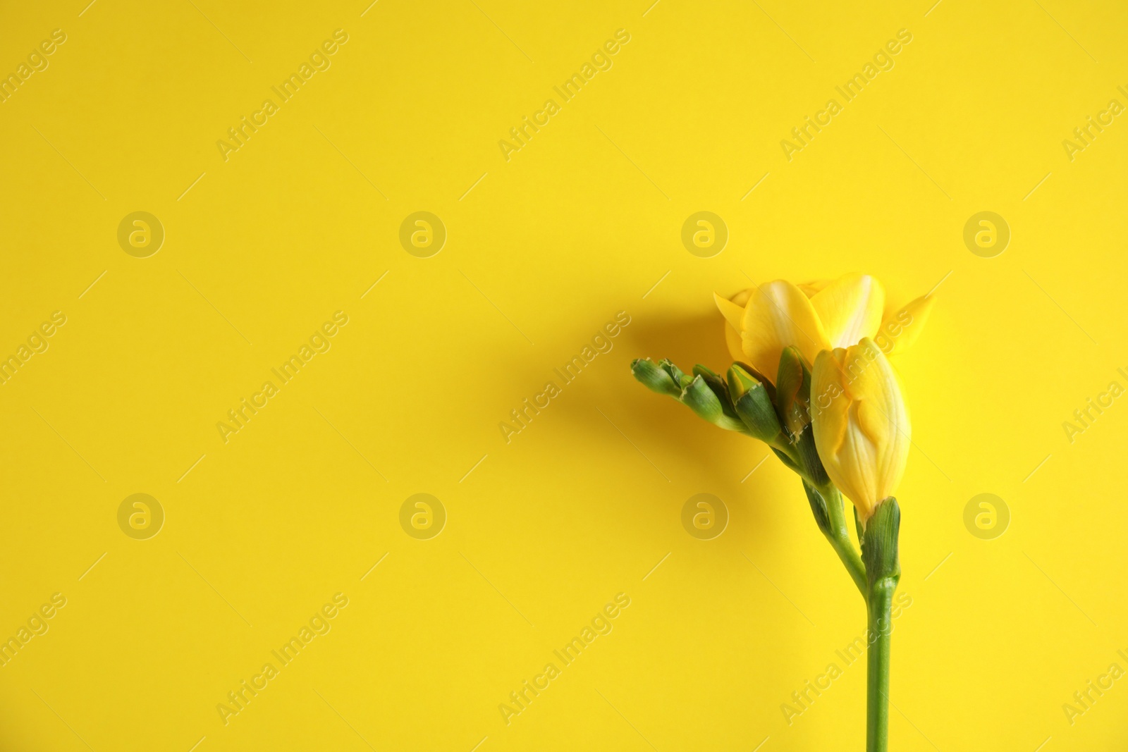 Photo of Beautiful freesia with fragrant flowers on color background, top view. Space for text