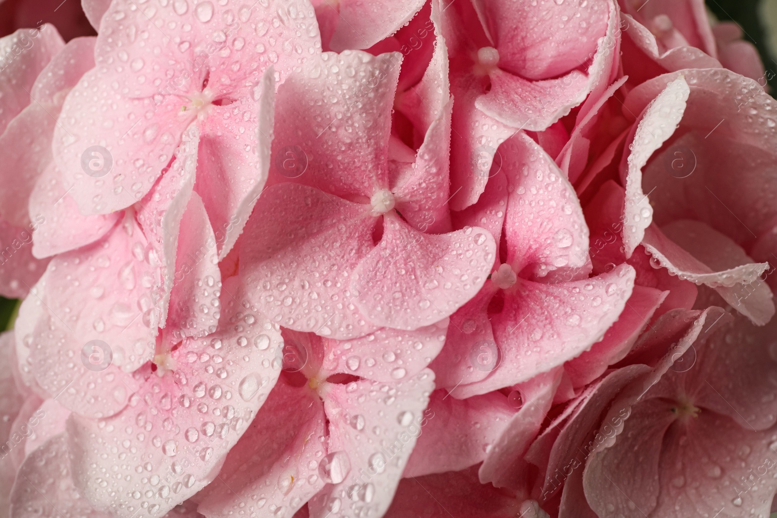 Photo of Beautiful pink hortensia flowers with water drops as background, closeup