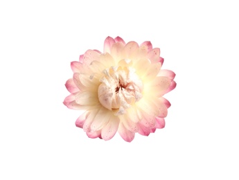 Beautiful helichrysum flower isolated on white, top view