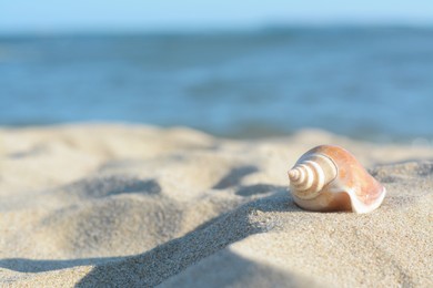 Beautiful seashell on sandy beach near sea, closeup. Space for text