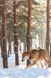 Photo of Cute dog in snowy winter forest on sunny day