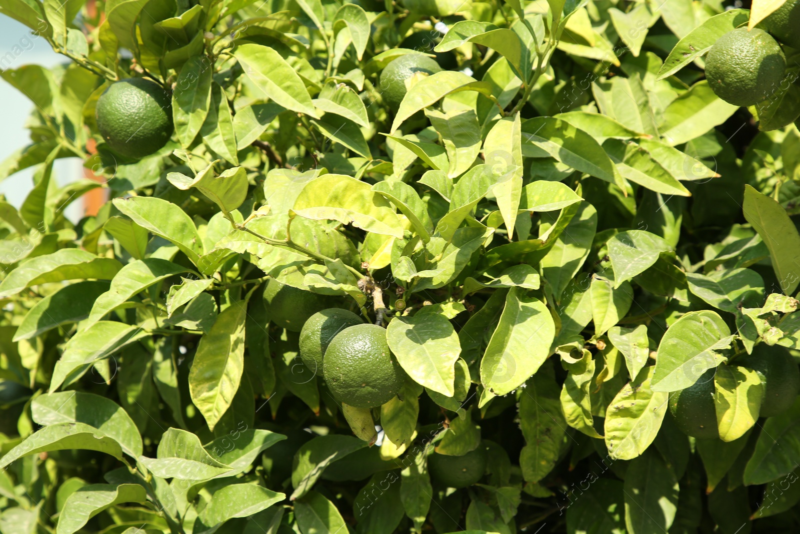 Photo of Unripe green tangerines growing on tree outdoors. Citrus fruit