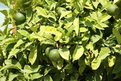 Unripe green tangerines growing on tree outdoors. Citrus fruit