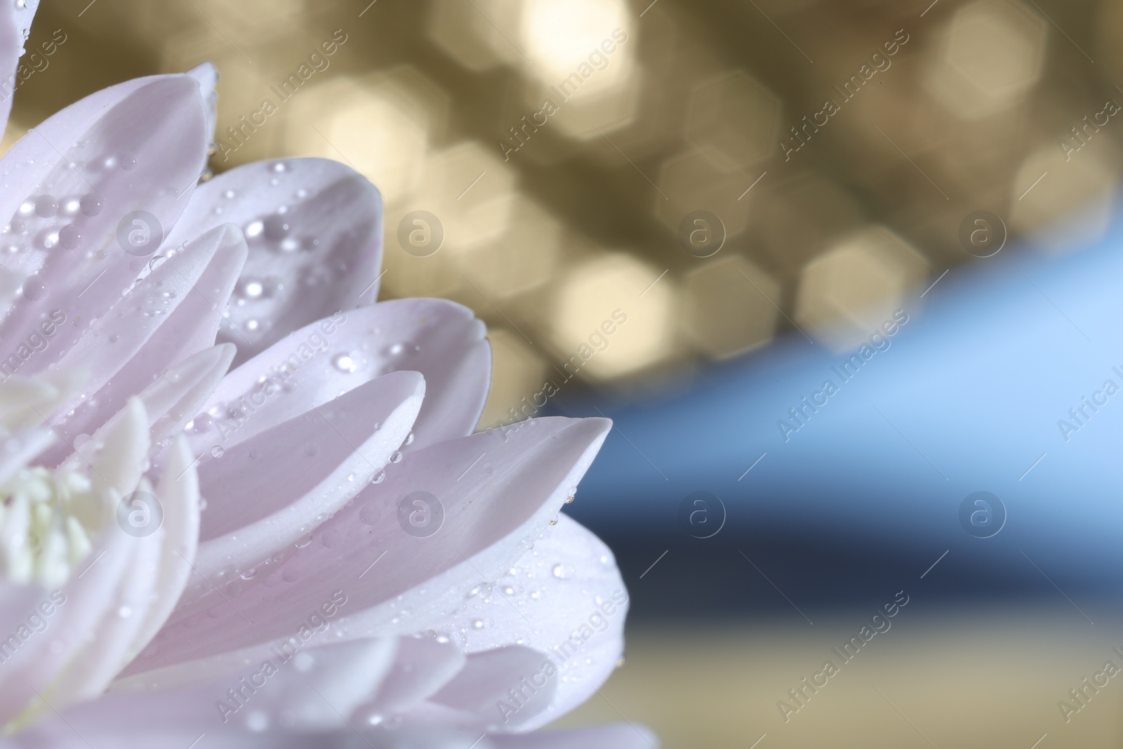 Photo of Macro photo of petals with water drops against blurred background. Space for text