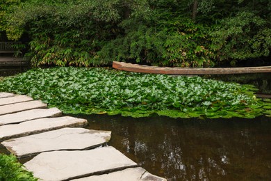 Pond with beautiful green lotus leaves and stone pathway in park