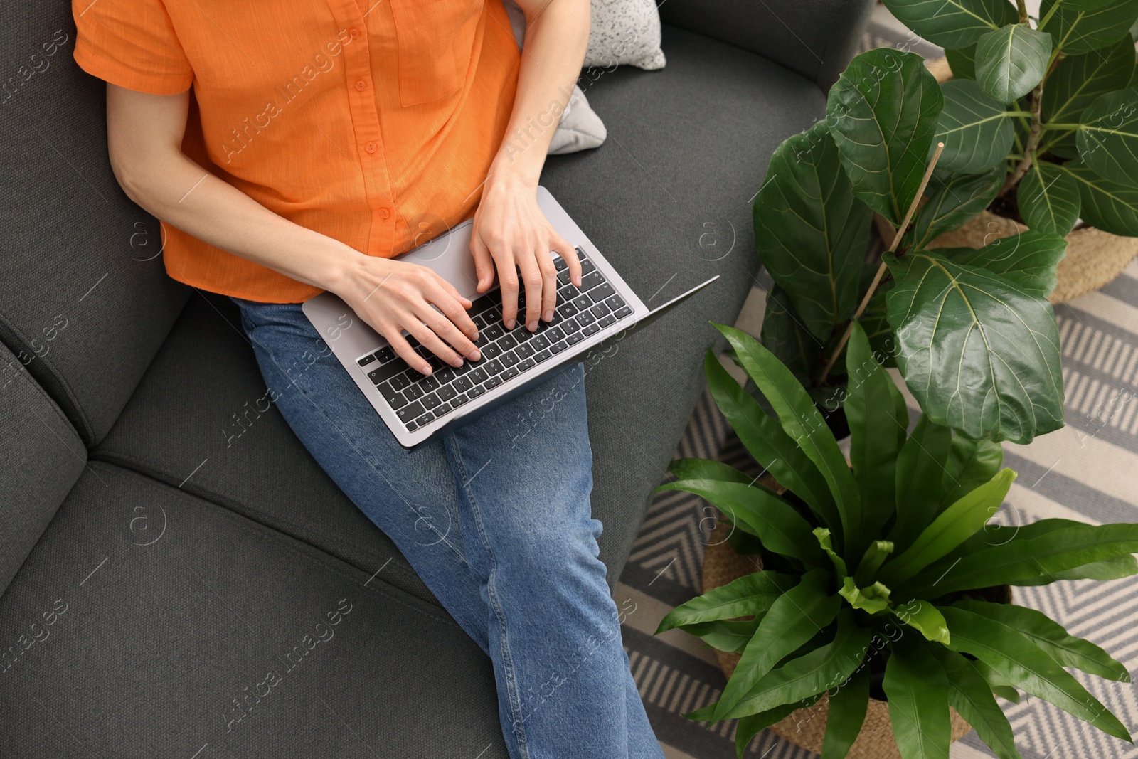 Photo of Woman using laptop on sofa near beautiful houseplants, above view