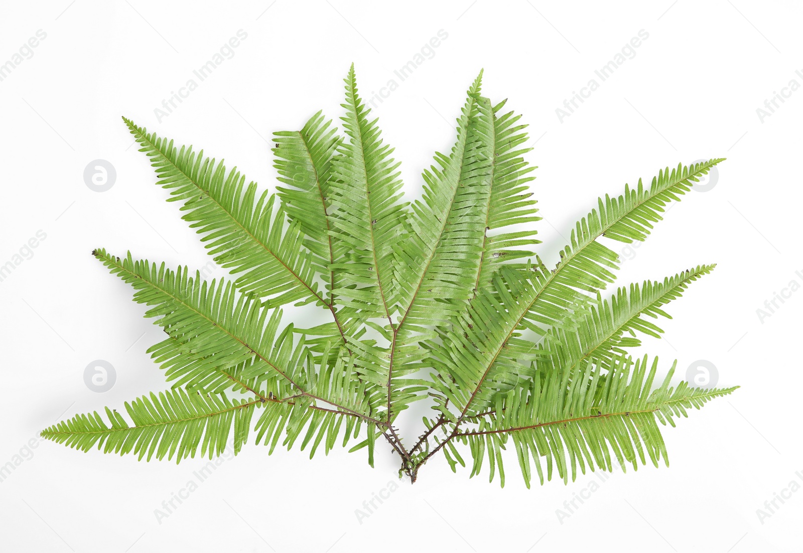 Photo of Beautiful tropical fern leaf on white background