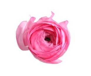 Photo of Beautiful fresh ranunculus flower on white background