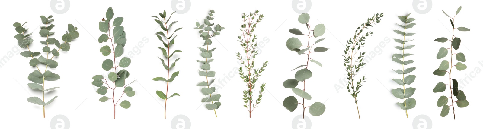 Image of Eucalyptus branches with fresh leaves on white background, collage. Banner design