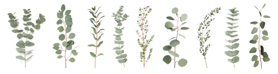 Image of Eucalyptus branches with fresh leaves on white background, collage. Banner design