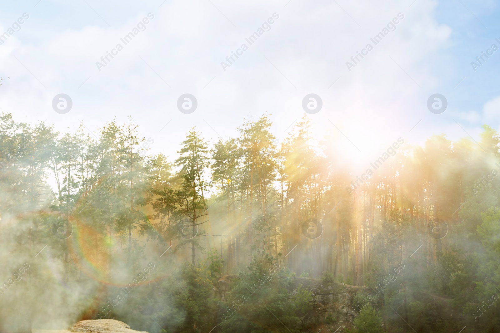 Photo of Picturesque view of sunny forest. Camping season