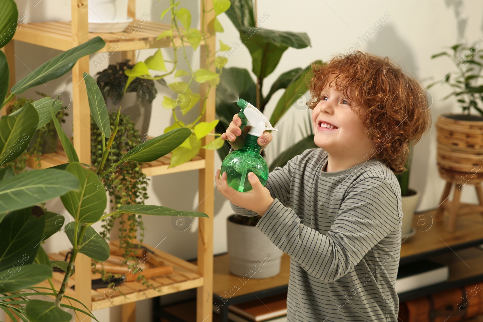 Photo of Cute little boy spraying beautiful green plant at home. House decor