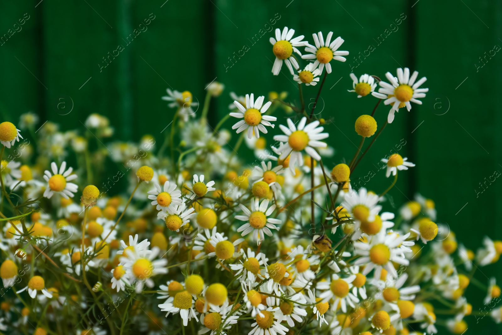 Photo of Beautiful bouquet of chamomiles on green background, closeup