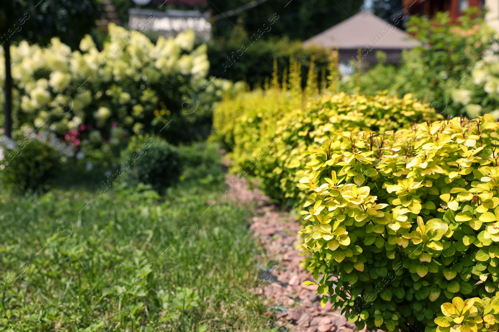 Photo of Barberry shrub growing outdoors, space for text. Gardening and landscaping