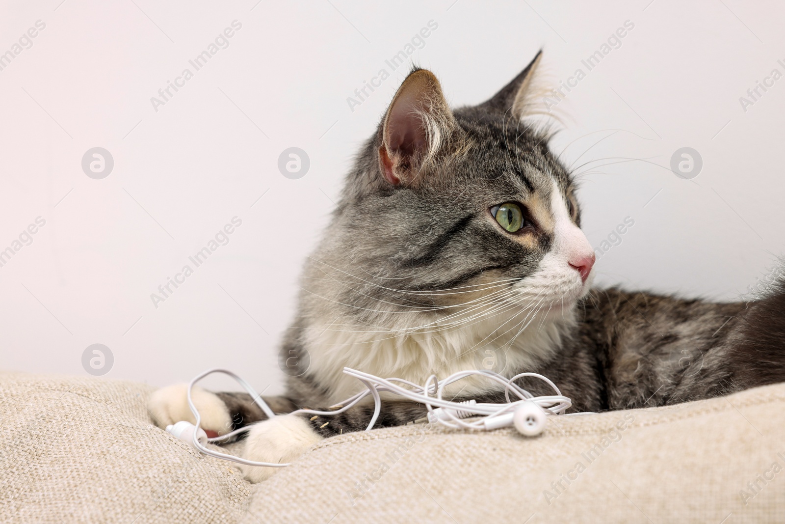 Photo of Naughty cat with damaged wired earphones on sofa indoors